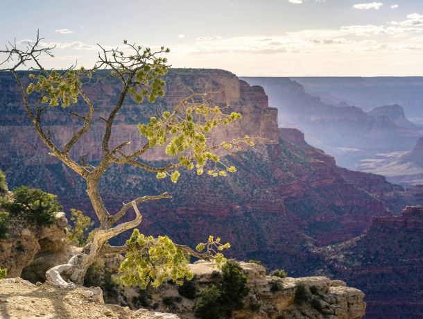 Grand Canyon | Arizona