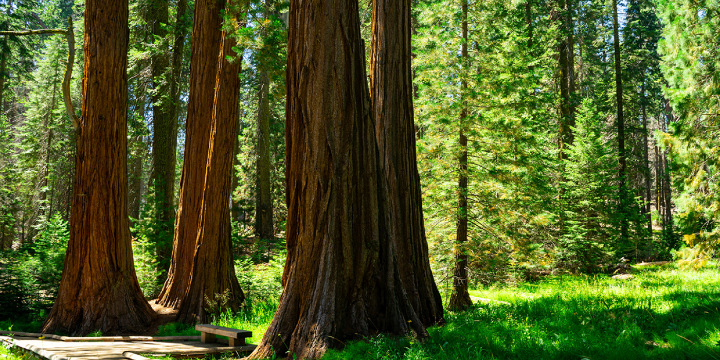 Sequoia National Park, California, USA