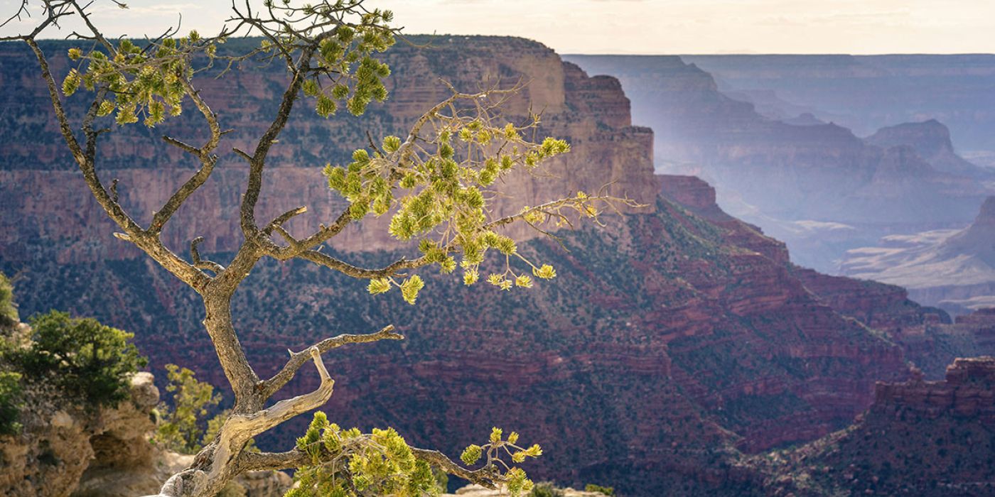 Grand Canyon | Arizona