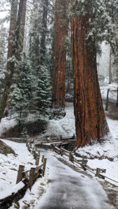 Sequoia National Park | California